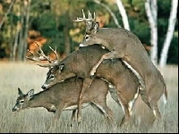 Deers.jpg