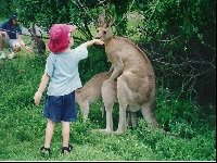 Kangaroo.jpg