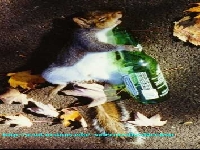 SquirrelDrunk.jpg